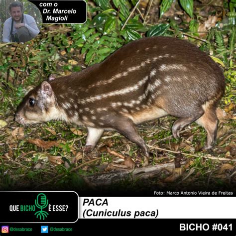 Bicho 041 Paca Cuniculus Paca Desabraçando Árvores