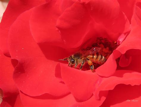 Rojo Rosa Flora Foto Gratis En Pixabay Pixabay