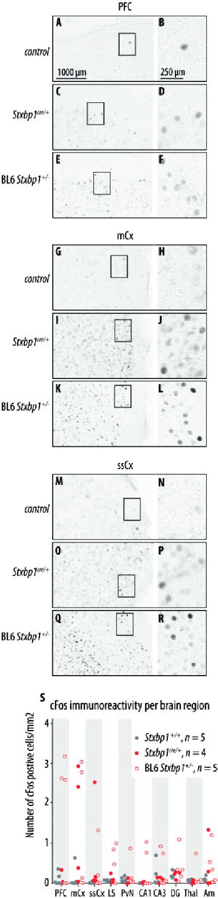 C Fos Expression In Stxbp1 À Mice A R Representatives Of C Fos Download Scientific