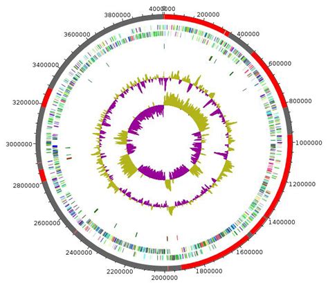 Graphical Circular Map Of The Chromosome From Outside To The Center