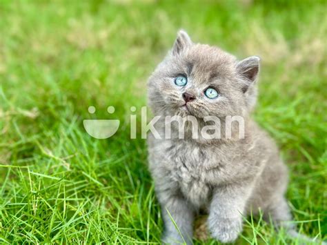 Persian Cat For Sale In Matugama Ikman