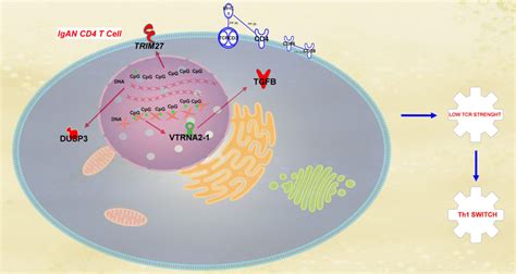 Aberrantly Methylated DNA Regions In IgA Nephropathy Patients Affect