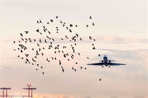 Here's What Happens During A Bird Strike