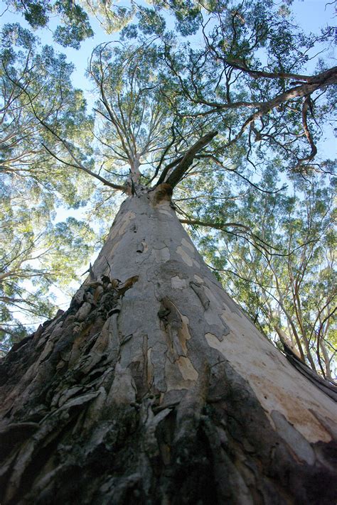 Eucalyptus Diversicolor