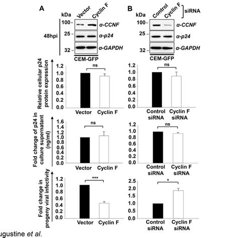 Cyclin F Interferes With Infectivity Of Progeny Virions In Hiv Nl