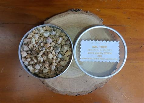 Sal Tree Shorea Robusta Resin Small Pieces 25g Etsy