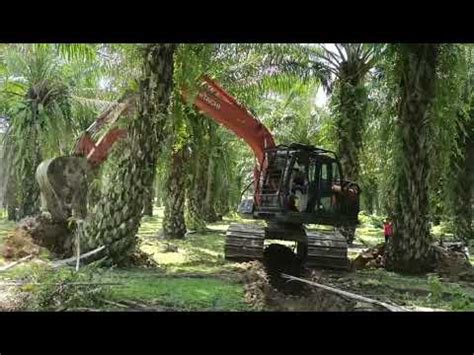 Pembumbunan Untuk Memperlambat Serangan Ganoderma Di Kebun Sawit