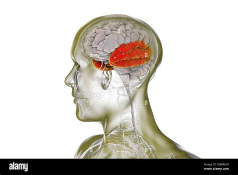 Human Brain With Highlighted Temporal Lobe Illustration Stock Photo