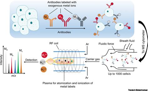 Single Cell Mass Spectrometry Trends In Biotechnology