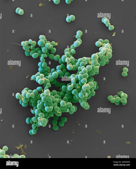 Staphylococcus Pseudintermedius Farbige Scanning Electron Micrograph Sem Von Staphylococcus