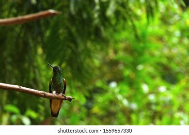 265 Colombian Hummingbird Images, Stock Photos & Vectors | Shutterstock