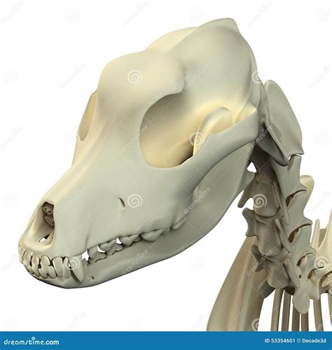 Dog Skull Anatomy - Anatomy Of A Male Dog Skull Royalty-Free Stock Photo | CartoonDealer.com ...