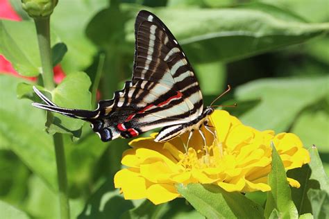 Zebra Swallowtail Protographium Marcellus Janet K Flickr