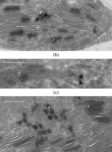 Ultrastructure Of Chloroplasts Of Mesophyll Cells Of Barley Plants Download Scientific Diagram