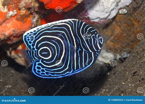 Emperor Angelfish, Pomacanthus Imperator, Juvenile Stock Image - Image ...