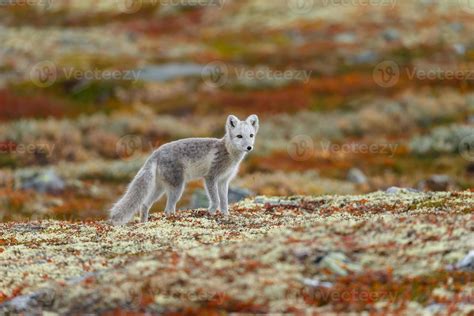 The Arctic Fox at Norway 2853052 Stock Photo at Vecteezy