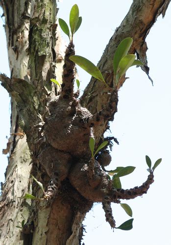 Myrmecodia Beccarii · Biodiversity4all