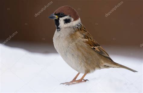 Gorri N De Rbol Eurasi Tico Adulto Posando En La Nieve Para Un Retrato