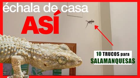 SALAMANQUESA en casa O LAGARTIJA 10 Métodos para ATRAPARLAS o