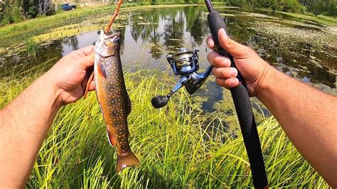 Pond Fishing For Wild Brook Trout Catch Clean Cook Youtube