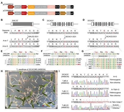南方科技大学中国农业科学院朱健康院士团队优化碱基编辑工具实现水稻和番茄高效可遗传的a到k碱基编辑 知乎