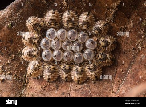 A newly hatched group of stink bugs (Hemiptera) gather around the eggs ...