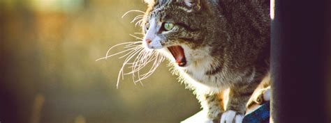 🔥 [50+] Angry Cat Free Desktop Wallpapers | WallpaperSafari