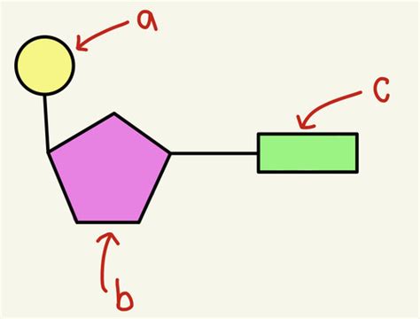 Dna And Protein Synthesis Flashcards Quizlet