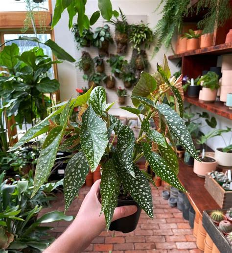 Big Healthy Angel Wing Begonia