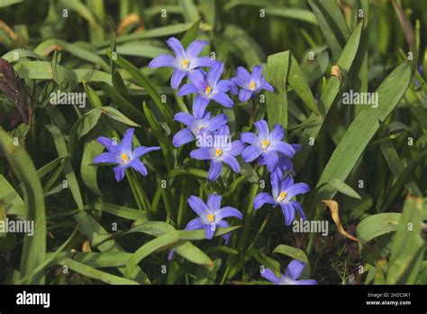 Lesser Glory Of The Snow Chionodoxa Sardensis Scilla Sardensis