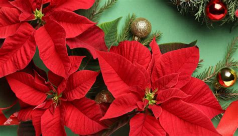 Poinsettia Plant Care How To Grow Poinsettias