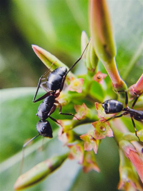 Consejos para controlar las hormigas en el jardín guía para el éxito