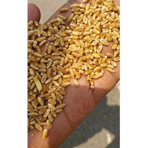 Organic Wheat Grains Packaging Type Jute Bag Packaging Size Kg