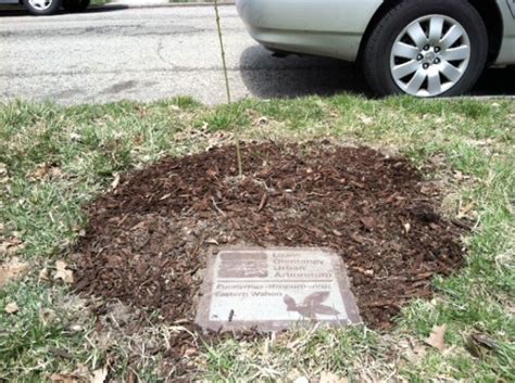 Tree Markers Are In Lower Olentangy Urban Arboretum