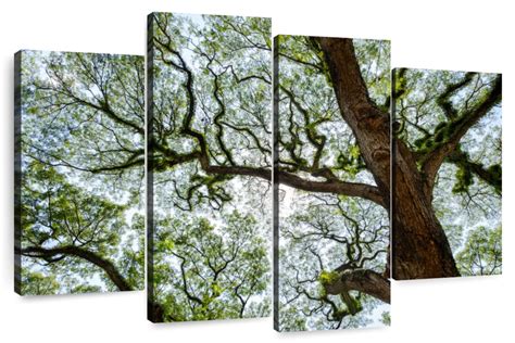 Rustic Tree Wall Art Photography