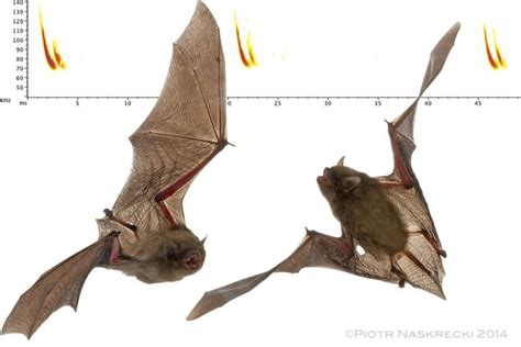 Banana bats (Neoromicia nana) are tiny, insectivorous bats. Their name ...