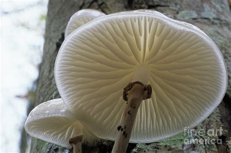 Porcelain Mushrooms 1 By John Wright Science Photo Library