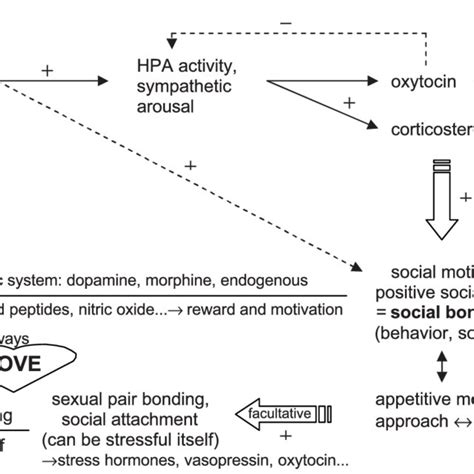 Figure . Love physiology: Oxytocin and vasopressin effects. Oxytocin ...