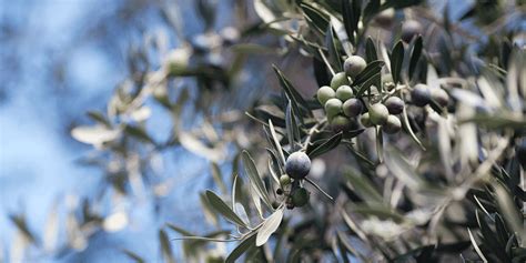 Cultivar Di Olive Da Olio Cosa Sono Caratteristiche Variet Lifegate