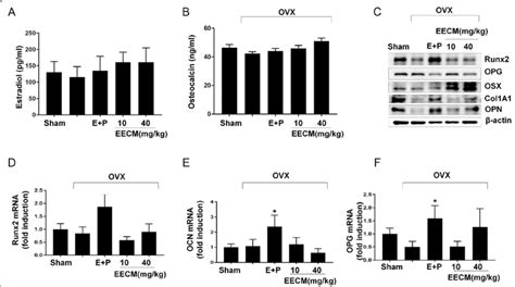 Effect Of Eecm On Serum And Osteoblast Primary Cells From Ovx Mice A