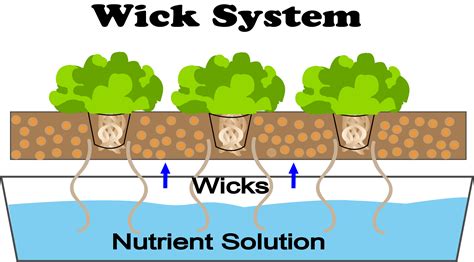 6 Different Types Of Hydroponic Systems NoSoilSolutions