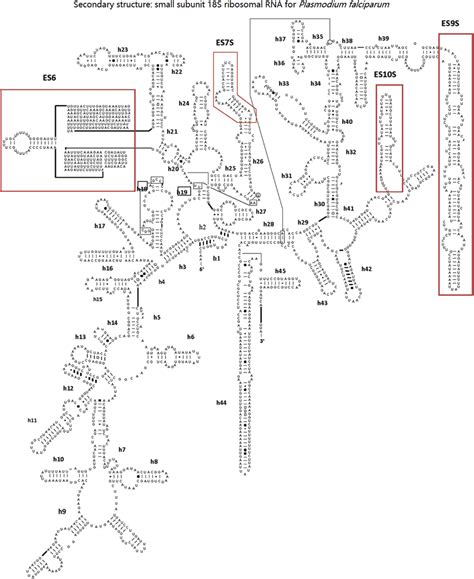 The Two Dimensional Structure Of P Falciparum Showing The Various Download Scientific Diagram