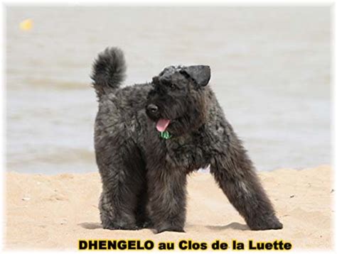 Bouvier Des Flandres Et Enfants Le Bouvier Des Flandres Et Les Enfants