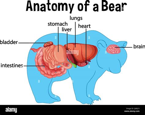 Diagram Showing Internal Organs Of A Bear Illustration Stock Vector