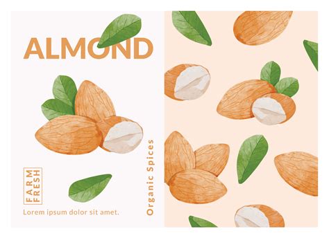 Almond Packaging Design Templates Watercolour Style Vector