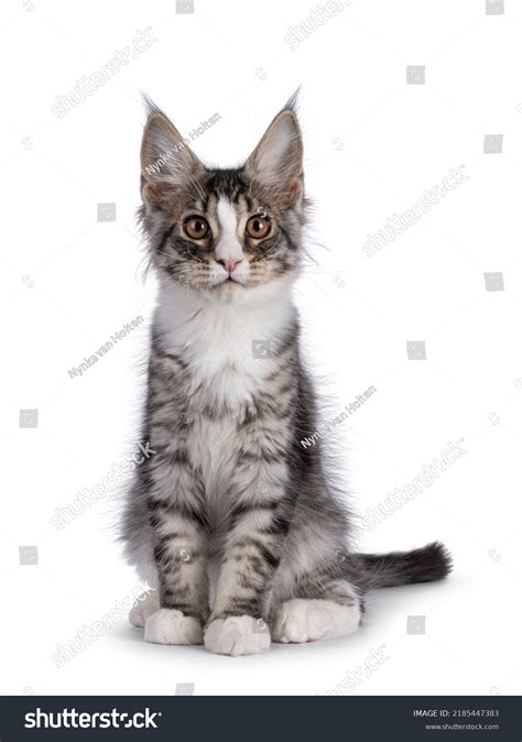 Cute Silver Maine Coon Cat Kitten Stock Photo 2185447383 | Shutterstock