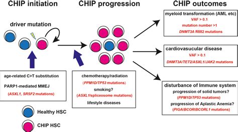 Overview Of Clonal Hematopoiesis And Its Implication Clonal