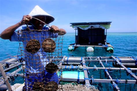 Cerita Foto Potensi Budidaya Kerang Mutiara Di Kepulauan Pangkep