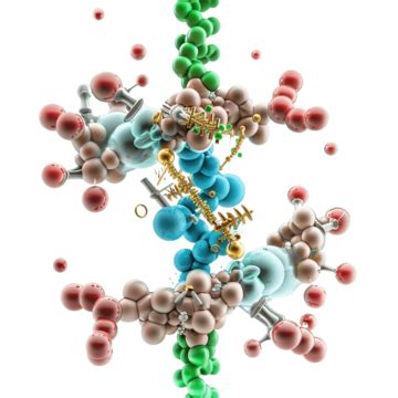 The Lock And Key Mechanism Of Enzyme Action On Substrate Reaction