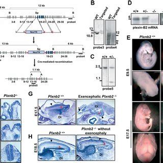 Generation And Characterization Of Mice Lacking Plexin B In A